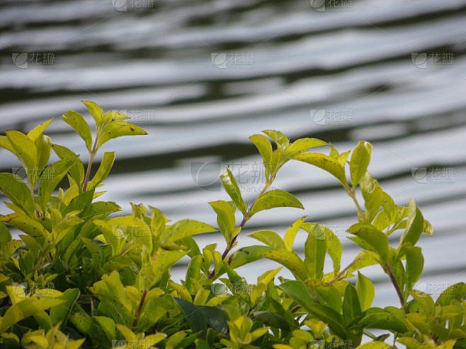 拖延症是心理疾病吗自救手册：从今天开始改变 —— 手机依赖必读